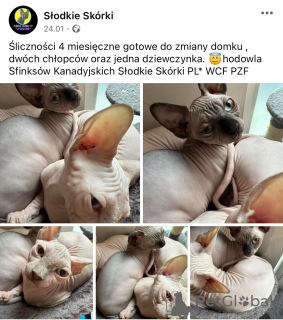 Dodatkowe zdjęcia: Sphinks od hodowcy WCF PZF Champion