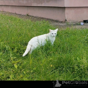 Zdjęcie №4. Sprzedam turecka angora w Mińsk. prywatne ogłoszenie - cena - Bezpłatny