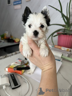 Zdjęcie №1. yorkshire terrier - na sprzedaż w Berlin | 2631zł | Zapowiedź №164797