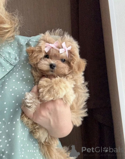 Zdjęcie №3. Elitarny pudel zabawkowy mini micro maltipoo. Białoruś