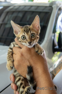 Zdjęcie №3. Weterynarz sprawdzone kocięta bengalskie dostępne w sprzedaży. Niemcy