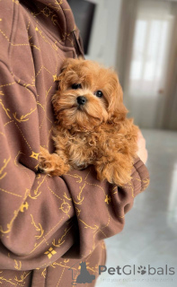 Zdjęcie №4. Sprzedam maltańczyk w Kijów. hodowca - cena - negocjowane