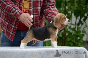Zdjęcie №2 do zapowiedźy № 168999 na sprzedaż  beagle (rasa psa) - wkupić się Białoruś od żłobka