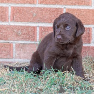 Zdjęcie №3. Szczeniak labradora retrievera Emmy Lou. Niemcy