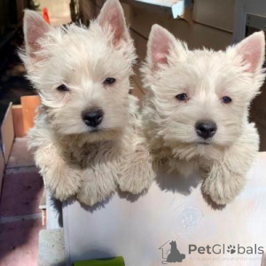 Zdjęcie №1. west highland white terrier - na sprzedaż w Klagenfurt | 1435zł | Zapowiedź №168082