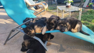 Zdjęcie №2 do zapowiedźy № 19324 na sprzedaż  owczarek niemiecki - wkupić się Hiszpania prywatne ogłoszenie