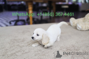 Zdjęcie №1. cavalier king charles spaniel - na sprzedaż w Karolina Beach | negocjowane | Zapowiedź №153559