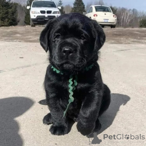 Zdjęcie №3. Entzückende Labrador-Welpen suchen einliebevolles Zuhause!. Niemcy