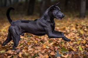 Zdjęcie №2 do zapowiedźy № 159192 na sprzedaż  thai ridgeback - wkupić się Francja prywatne ogłoszenie