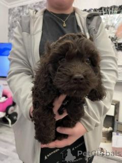 Zdjęcie №2 do zapowiedźy № 159985 na sprzedaż  cocker spaniel amerykański - wkupić się Litwa prywatne ogłoszenie