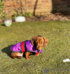 Zdjęcie №1.  - na sprzedaż w Dunedin | Bezpłatny | Zapowiedź №163556