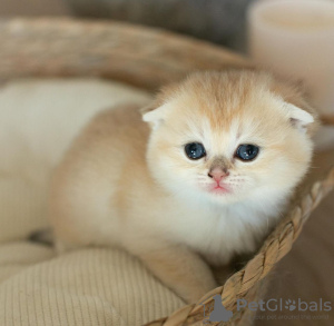 Zdjęcie №1. scottish fold - na sprzedaż w San Diego | 1188zł | Zapowiedź № 123028