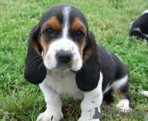Zdjęcie №1. basset hound - na sprzedaż w Dusseldorf | negocjowane | Zapowiedź №175286