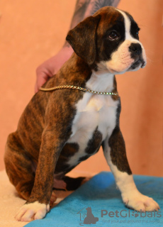 Zdjęcie №3. Szczeniaki Boksera. Białoruś