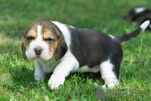 Zdjęcie №1. beagle (rasa psa) - na sprzedaż w Espoo | negocjowane | Zapowiedź №173986