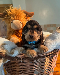 Zdjęcie №1. cocker spaniel angielski - na sprzedaż w Gumbostrand | negocjowane | Zapowiedź №160768