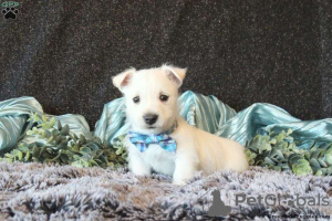 Dodatkowe zdjęcia: piękne szczenięta west highland terrier