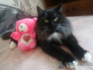 Zdjęcie №1.  - na sprzedaż w Mińsk | Bezpłatny | Zapowiedź № 165134