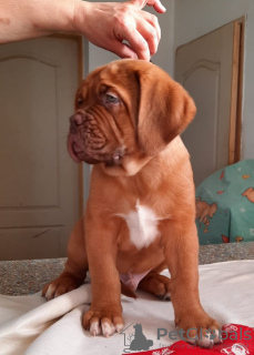 Dodatkowe zdjęcia: Dogue de Bordeaux