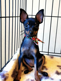 Zdjęcie №3. Olga Dyakova. Federacja Rosyjska