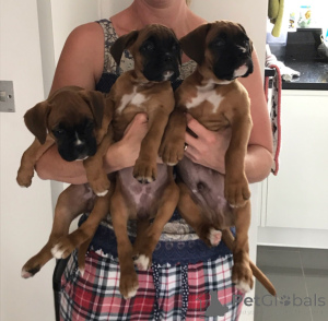 Zdjęcie №4. Sprzedam bokser w Londerzeel. prywatne ogłoszenie - cena - 2392zł