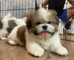 Zdjęcie №1. shih tzu - na sprzedaż w Beromünster | 1591zł | Zapowiedź №125760