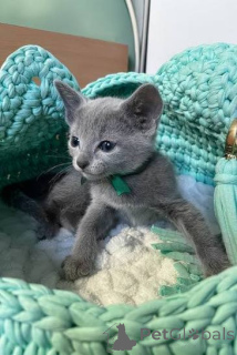Zdjęcie №3. Kocięta Russian Blue potrzebują nowego domu. Niemcy