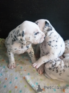 Zdjęcie №1.  - na sprzedaż w Rumlange | negocjowane | Zapowiedź №167004