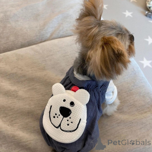 Zdjęcie №2 do zapowiedźy № 157329 na sprzedaż  yorkshire terrier - wkupić się Włochy prywatne ogłoszenie