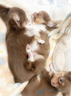 Zdjęcie №2 do zapowiedźy № 139186 na sprzedaż  chihuahua (rasa psów) - wkupić się Niemcy hodowca