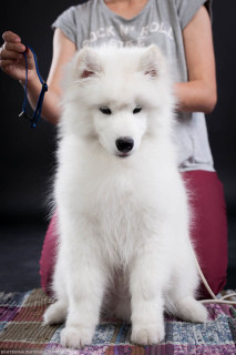 Dodatkowe zdjęcia: Samoyed. Pokaż chłopca