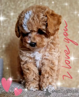 Zdjęcie №1. maltipu - na sprzedaż w Manchester | 3348zł | Zapowiedź №162528