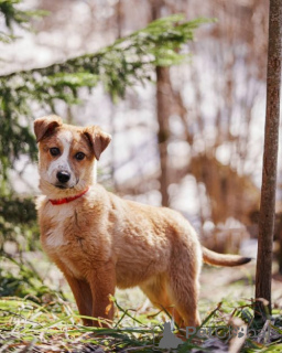 Zdjęcie №2 do zapowiedźy № 167146 na sprzedaż  pies nierasowy - wkupić się Federacja Rosyjska prywatne ogłoszenie