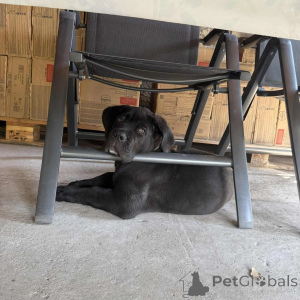 Zdjęcie №4. Sprzedam cane corso w Gdańsk. hodowca - cena - negocjowane