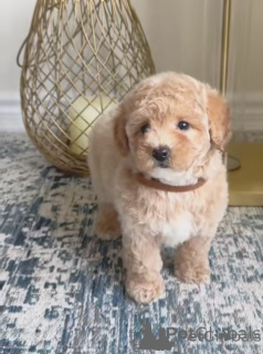 Zdjęcie №1. maltipu - na sprzedaż w Hamburg | 1435zł | Zapowiedź №154786