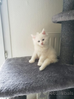 Zdjęcie №2 do zapowiedźy № 165001 na sprzedaż  maine coon - wkupić się Finlandia prywatne ogłoszenie, hodowca