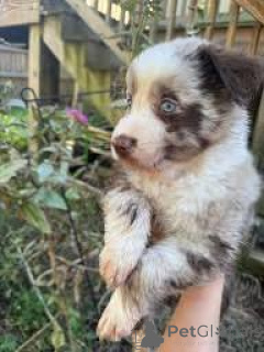 Zdjęcie №3. Sprzedam Chiots Berger Américain Miniature. Francja