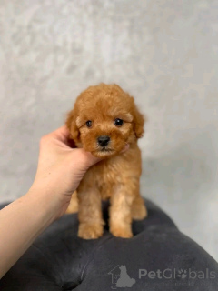 Zdjęcie №1. pudel (royal) - na sprzedaż w Berlin | 2392zł | Zapowiedź №137176