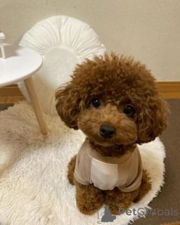 Zdjęcie №1. pudel (zabawka) - na sprzedaż w EKABPILS | negocjowane | Zapowiedź №160004