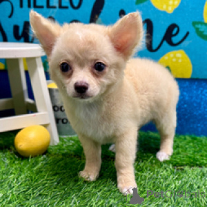 Zdjęcie №1. chihuahua (rasa psów) - na sprzedaż w Berlin | 3109zł | Zapowiedź №172240