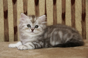 Zdjęcie №2 do zapowiedźy № 4207 na sprzedaż  kot brytyjski długowłosy - wkupić się Federacja Rosyjska od żłobka, hodowca