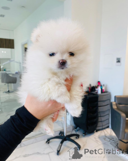 Zdjęcie №2 do zapowiedźy № 166675 na sprzedaż  porcelaine - wkupić się Niemcy prywatne ogłoszenie