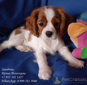 Zdjęcie №1. cavalier king charles spaniel - na sprzedaż w Petersburg | negocjowane | Zapowiedź №11578