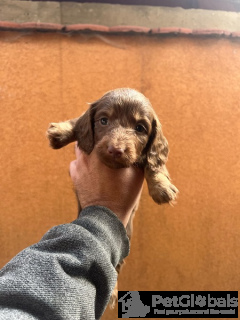 Zdjęcie №4. Sprzedam jamnik w Нови Сад.  - cena - 5740zł