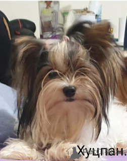 Zdjęcie №3. Szczenięta Yorkie Biewer. Izrael