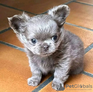 Zdjęcie №3. Toaleta wyszkolona Chihuahua. Holandia