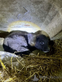 Zdjęcie №1. pies nierasowy - na sprzedaż w Mińsk | Bezpłatny | Zapowiedź №162829