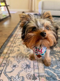 Zdjęcie №2 do zapowiedźy № 169362 na sprzedaż  yorkshire terrier - wkupić się Finlandia prywatne ogłoszenie