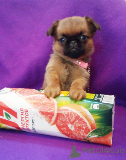 Zdjęcie №1. brabantczyk - na sprzedaż w Rzeka Moskwa | 2836zł | Zapowiedź №162923