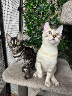 Zdjęcie №1. kot bengalski - na sprzedaż w Kloten | 3588zł | Zapowiedź № 152756